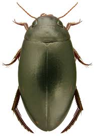 Attēlu rezultāti vaicājumam “Ilybius sp.”