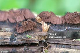 Attēlu rezultāti vaicājumam “Stemonitis fusca young”