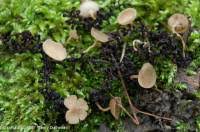 Attēlu rezultāti vaicājumam “Ciboria amentacea”