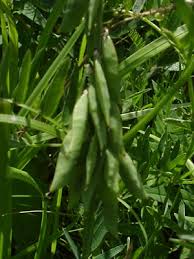 Attēlu rezultāti vaicājumam “Vicia cracca bud”
