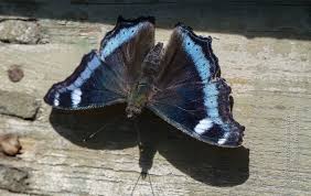 Attēlu rezultāti vaicājumam “Nymphalis xanthomelas underside”