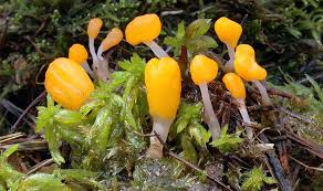 Attēlu rezultāti vaicājumam “Mitrula paludosa”