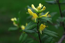 Attēlu rezultāti vaicājumam “Lonicera ferdinandii”