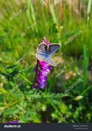 Attēlu rezultāti vaicājumam “Agrodiaetus damon”