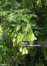 Attēlu rezultāti vaicājumam “Acer negundo fruit”