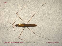 Attēlu rezultāti vaicājumam “Limnoporus rufoscutellatus”