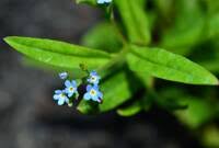 Attēlu rezultāti vaicājumam “Myosotis laxa subsp. baltica leaf”