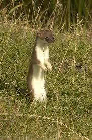 Attēlu rezultāti vaicājumam “Mustela nivalis adult”