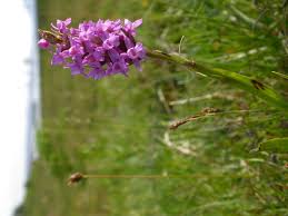 Attēlu rezultāti vaicājumam “Gymnadenia conopsea bud”