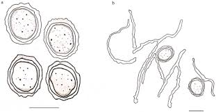 Attēlu rezultāti vaicājumam “Dianema nivale”