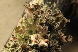 Attēlu rezultāti vaicājumam “Tuckermannopsis chlorophylla”