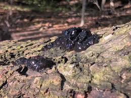 Attēlu rezultāti vaicājumam “Exidia glandulosa”