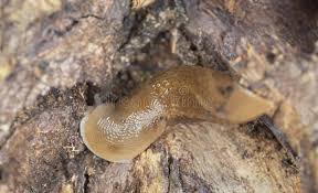 Attēlu rezultāti vaicājumam “Malacolimax tenellus”