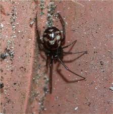 Attēlu rezultāti vaicājumam “Steatoda grossa”