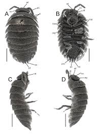 Attēlu rezultāti vaicājumam “Oniscoidea”