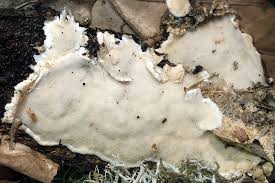 Attēlu rezultāti vaicājumam “Antrodiella”