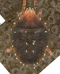 Attēlu rezultāti vaicājumam “Bryobia praetiosa”