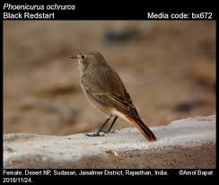 Attēlu rezultāti vaicājumam “Phoenicurus ochruros female”