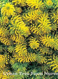 Attēlu rezultāti vaicājumam “Sedum rupestre leaf”