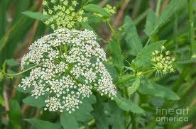 Attēlu rezultāti vaicājumam “Sium latifolium leaf”