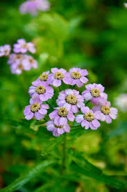 Attēlu rezultāti vaicājumam “Achillea salicifolia flower”