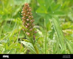 Attēlu rezultāti vaicājumam “Coeloglossum viride leaf”