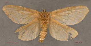 Attēlu rezultāti vaicājumam “Hepialidae”