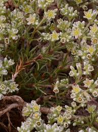 Attēlu rezultāti vaicājumam “Scleranthus perennis flower”