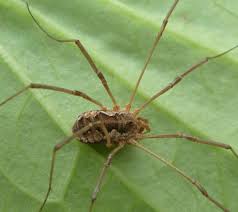 Attēlu rezultāti vaicājumam “Phalangium opilio”