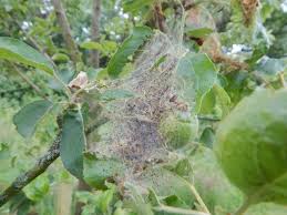 Attēlu rezultāti vaicājumam “Yponomeuta malinellus / cagnagella larva”