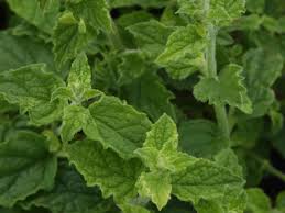 Attēlu rezultāti vaicājumam “Mentha x piperita”