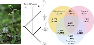 Attēlu rezultāti vaicājumam “Orthotrichum patens sporophyte”