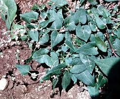 Attēlu rezultāti vaicājumam “Fallopia convolvulus”