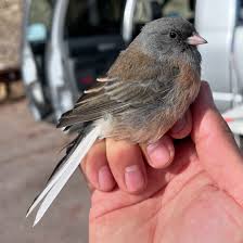 Image result for Junco hyemalis