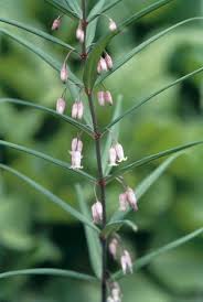 Attēlu rezultāti vaicājumam “Polygonatum verticillatum”