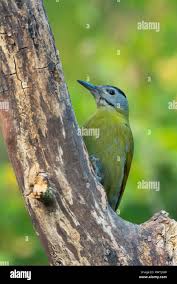 Attēlu rezultāti vaicājumam “Picus canus female”