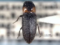 Attēlu rezultāti vaicājumam “Cardiophorus ruficollis”