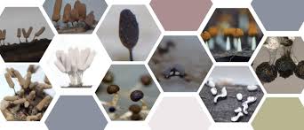 Attēlu rezultāti vaicājumam “Diderma chondrioderma”