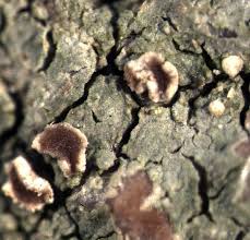 Attēlu rezultāti vaicājumam “Trapelia coarctata”