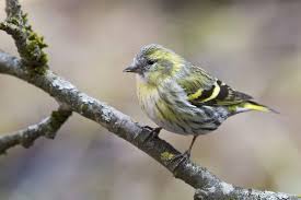 Attēlu rezultāti vaicājumam “Carduelis spinus male”