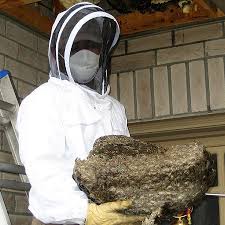 Image result for East Kilbride Wasps