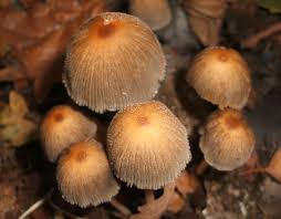 Attēlu rezultāti vaicājumam “Coprinus micaceus”