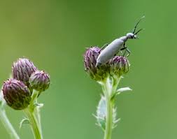 Attēlu rezultāti vaicājumam “Anthrenus sp. imago”