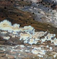 Attēlu rezultāti vaicājumam “Coniophora puteana”