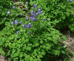 Attēlu rezultāti vaicājumam “Aquilegia vulgaris leaf”