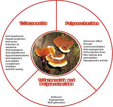 Attēlu rezultāti vaicājumam “Ganoderma lucidum”