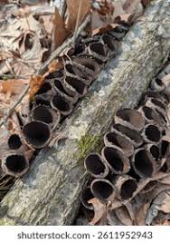 Attēlu rezultāti vaicājumam “Craterium aureum stalked”