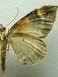 Attēlu rezultāti vaicājumam “Eulithis pyropata”