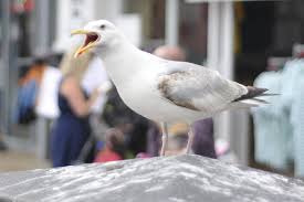 Image result for Wigan Seagulls