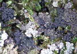 Attēlu rezultāti vaicājumam “Badhamiopsis macrospora macro”